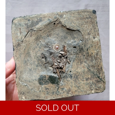 Ultra Rare Fossil Avian Bird Bones Messelornis? Eocene Messel Pit Germany